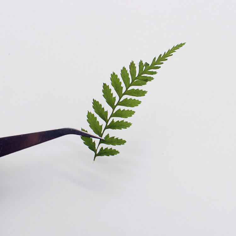 Dried Pressed Fern Leaves 2